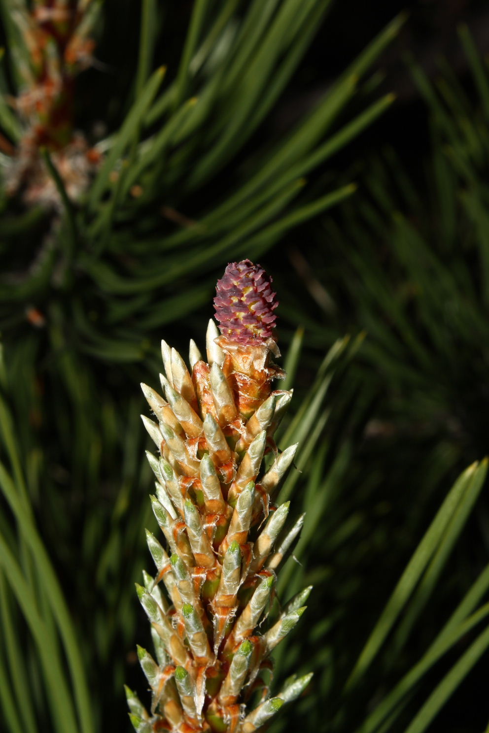 Pino da determinare-2 ???